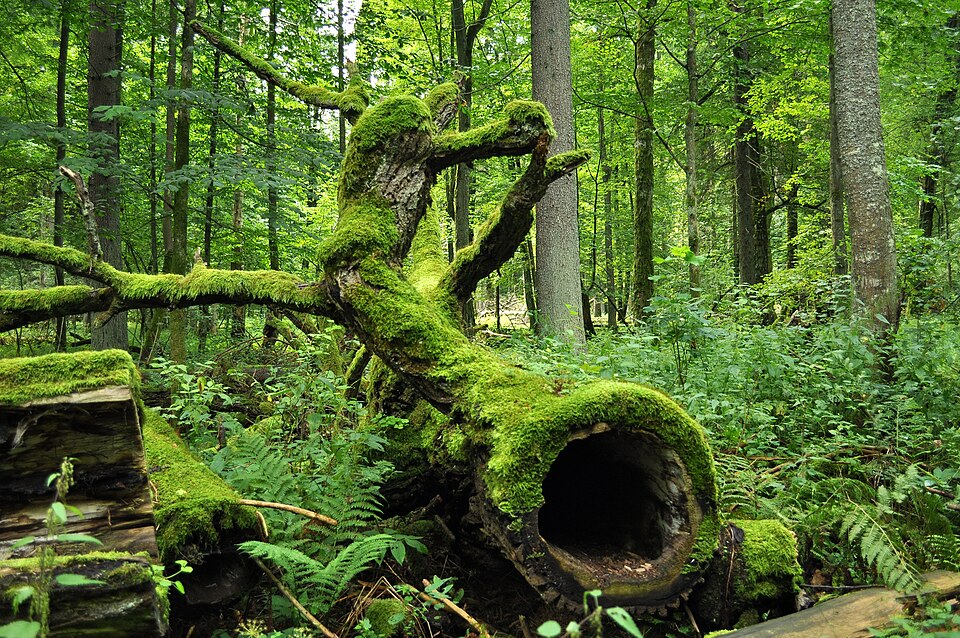Białowieża – Nationalpark